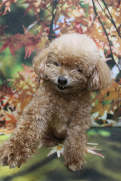 千葉県鎌ケ谷市のトイプードルのトリミング前画像