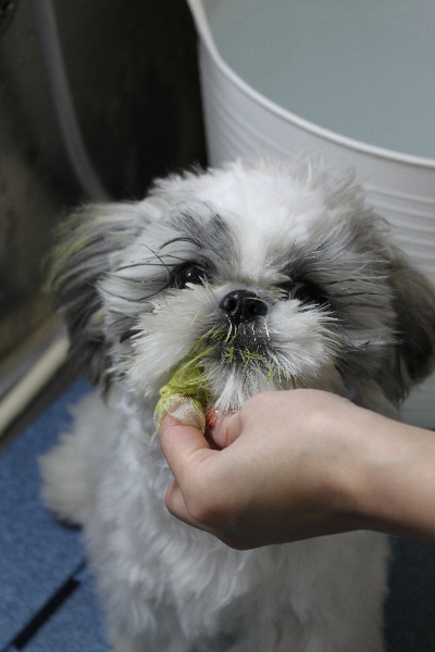 千葉県松戸市のシーズーの歯磨き画像