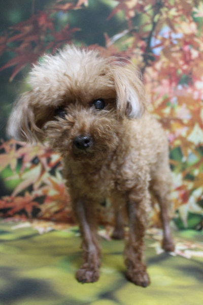 千葉県船橋市のトイプードルのトリミング前画像