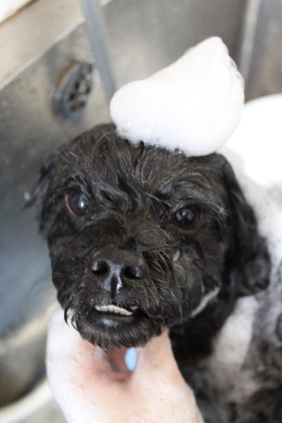 千葉県船橋市ミックス犬のシャンプー画像