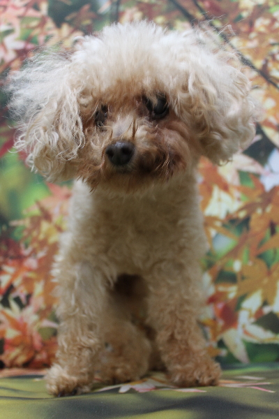 千葉県船橋市のトイプードルのトリミング前画像