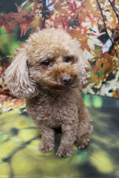 神奈川県横浜市のトイプードルのトリミング前画像