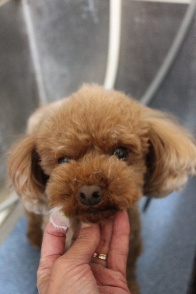 千葉県鎌ケ谷市のトイプードルの歯磨き画像