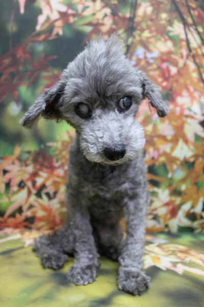 千葉県船橋市のトイプードルのトリミング前画像