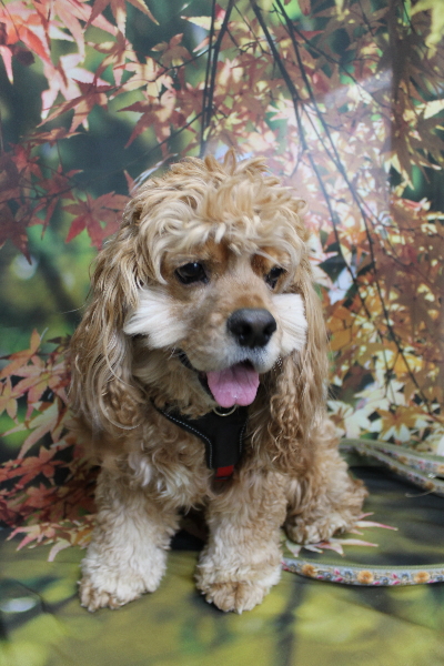 千葉県船橋市のアメリカンコッカーのトリミング前画像