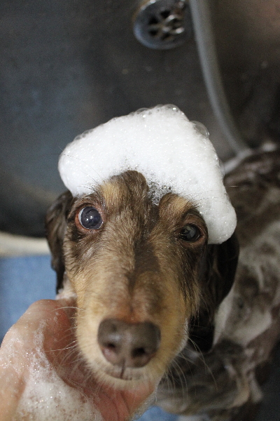 千葉県松戸市のミニチュアダックスのシャンプー画像