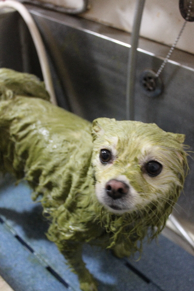 東京都港区のポメラニアンのハーブパック画像