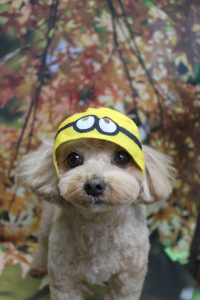 千葉県船橋市のミックス犬のトリミング画像