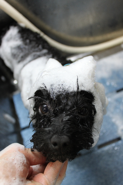 千葉県鎌ヶ谷市のトイプードルのシャンプー画像