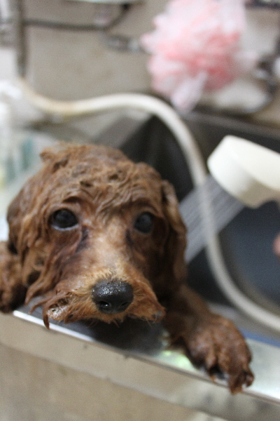 千葉県鎌ケ谷市トイプードルのオゾンシャワー画像