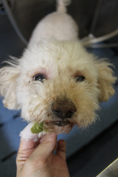 千葉県鎌ケ谷市のミックス犬の歯磨き画像