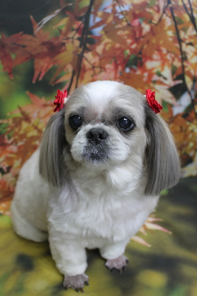 千葉県鎌ケ谷市のシーズーのトリミング画像