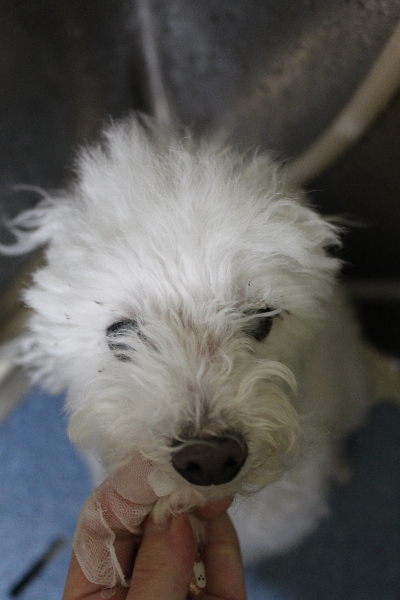 千葉県習志野市のトイプードルの歯磨き画像