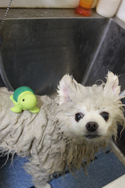 千葉県船橋市のポメラニアンの泥パック画像