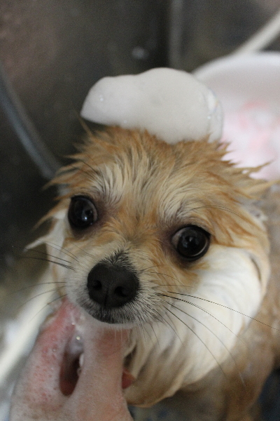 千葉県船橋市のミックス犬のシャンプー画像