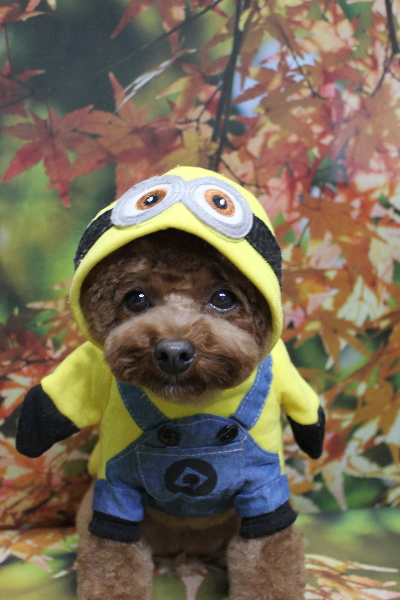 千葉県鎌ケ谷市トイプードルのトリミング画像