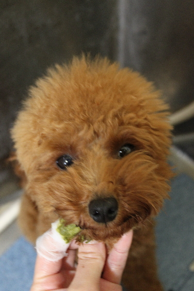 千葉県船橋市のトイプードルの歯磨き画像