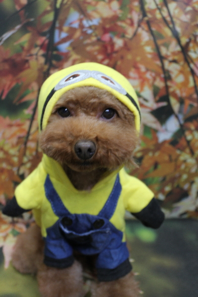 千葉県市川市のトイプードルのトリミング画像