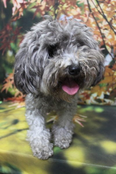 トイプードルブリーダーの成犬、トリミング前画像