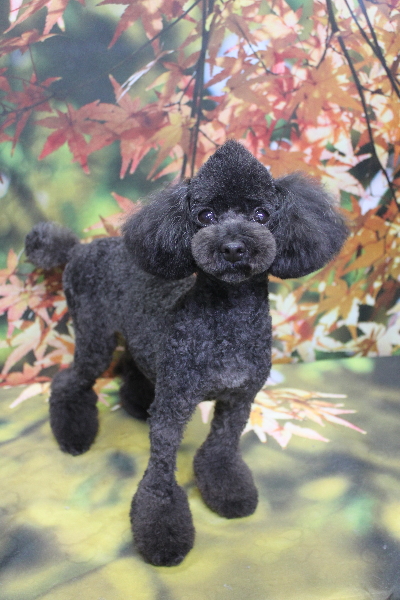 トイプードルブリーダーの成犬、トリミング画像