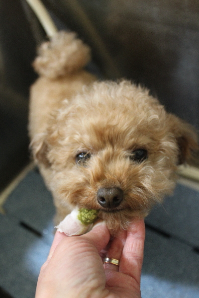 千葉県船橋市のトイプードルの歯磨き画像