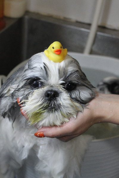 千葉県松戸市のシーズーの炭酸泉画像