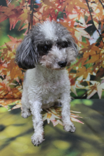 千葉県船橋市のトイプードルのトリミング前画像