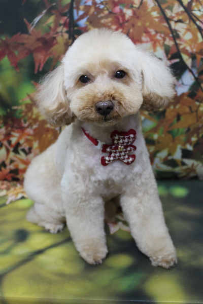 千葉県船橋市のトイプードルのトリミング画像