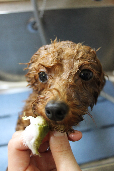 千葉県船橋市のトイプードルの歯磨き画像