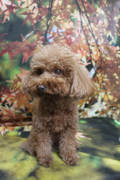 千葉県市川市のトイプードルのトリミング前画像