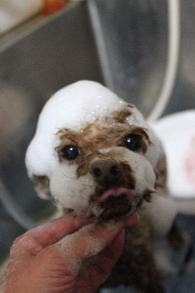 千葉県鎌ケ谷市のトイプードルのシャンプー画像