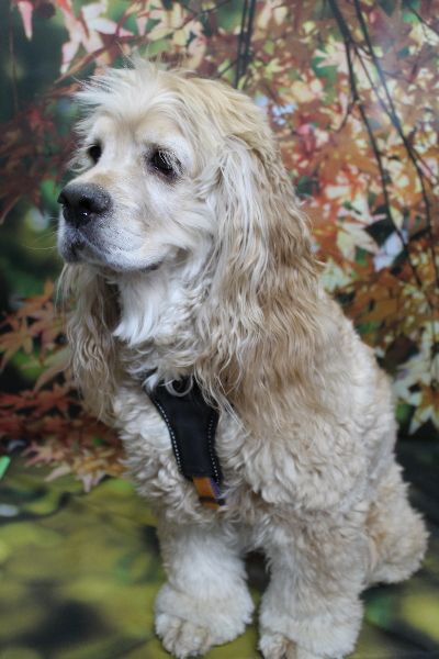 千葉県船橋市のアメリカンコッカーのトリミング前画像
