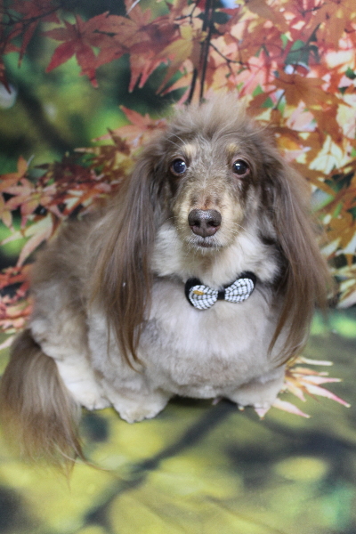 千葉県松戸市のミニチュアダックスのトリミング画像