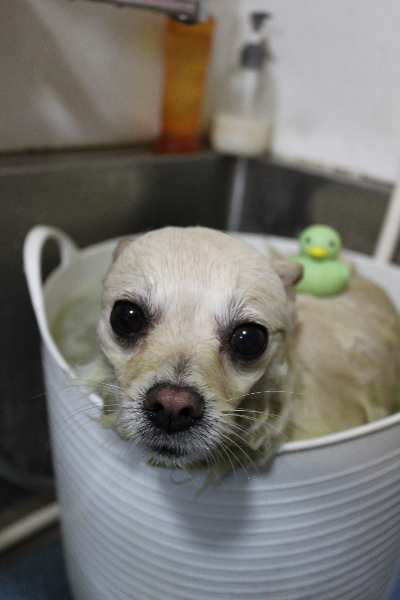 東京都港区のポメラニアンのハーブ湯画像