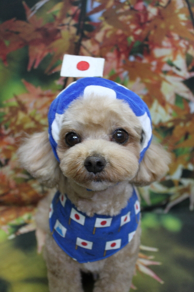 千葉県船橋市のミックス犬のトリミング画像