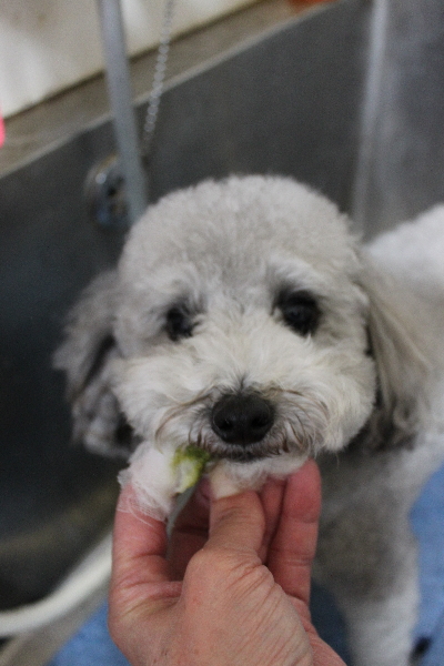 千葉県船橋市のトイプードルの歯磨き画像