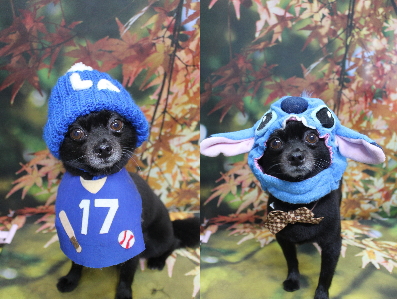 千葉県鎌ヶ谷市のミックス犬のトリミング画像