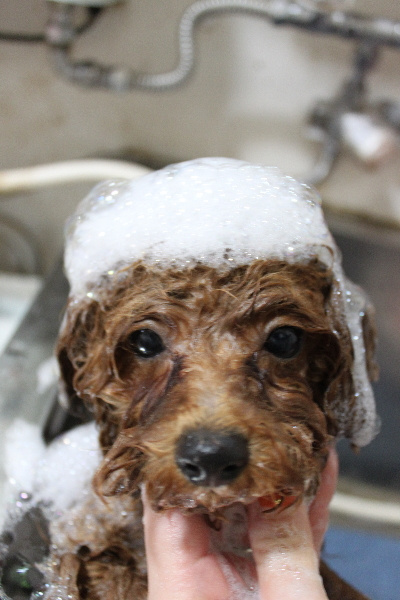 千葉県鎌ケ谷市トイプードルのシャンプー画像