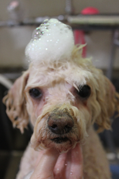 千葉県鎌ケ谷市のミックス犬のシャンプー画像