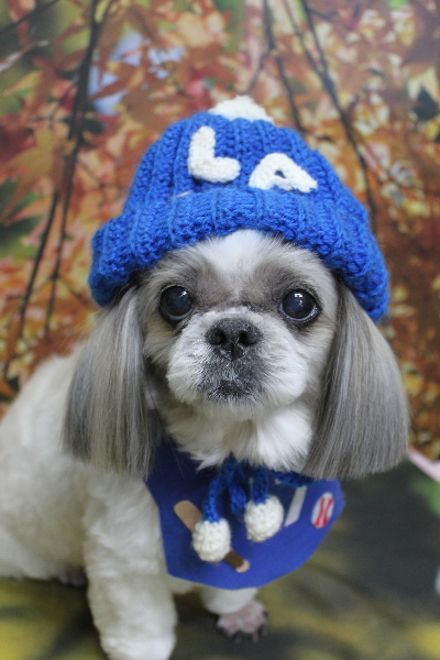 千葉県鎌ケ谷市のシーズーのトリミング画像