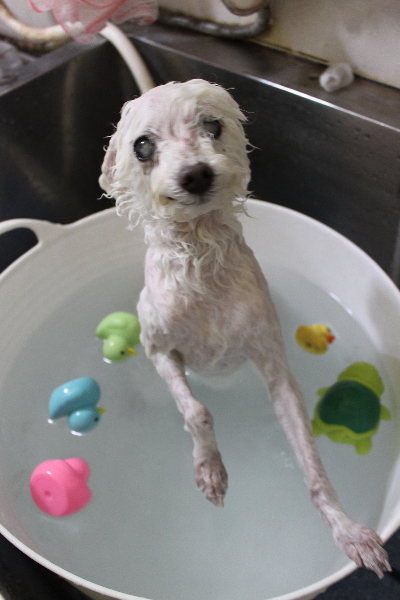 千葉県習志野市のトイプードルの炭酸泉画像