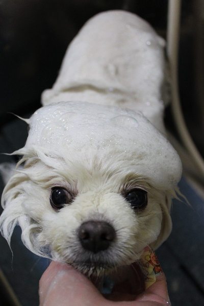 千葉県船橋市のポメラニアンのシャンプー画像