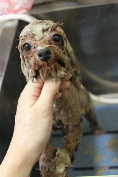 千葉県船橋市のトイプードルの泥パック画像
