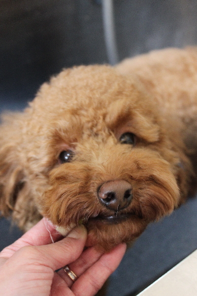 千葉県船橋市のトイプードルの歯磨き画像