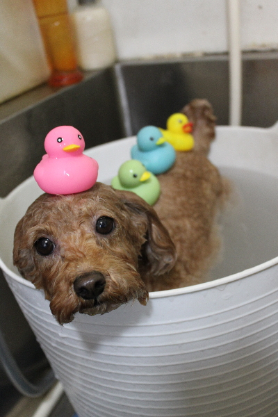 千葉県船橋市のトイプードルの炭酸泉画像