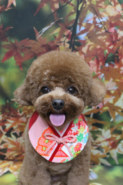 千葉県鎌ケ谷市トイプードルのトリミング画像