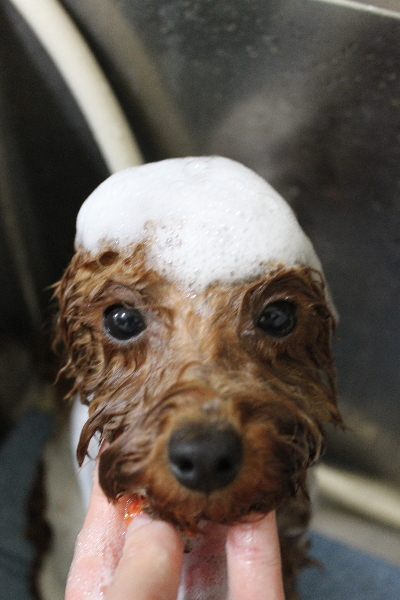 千葉県船橋市のトイプードルのシャンプー画像