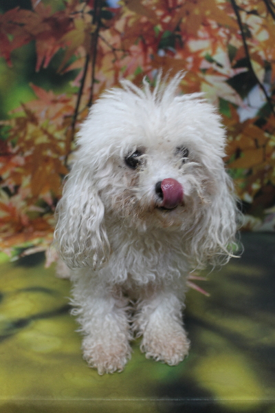 トイプードルブリーダーの成犬、トリミング前画像