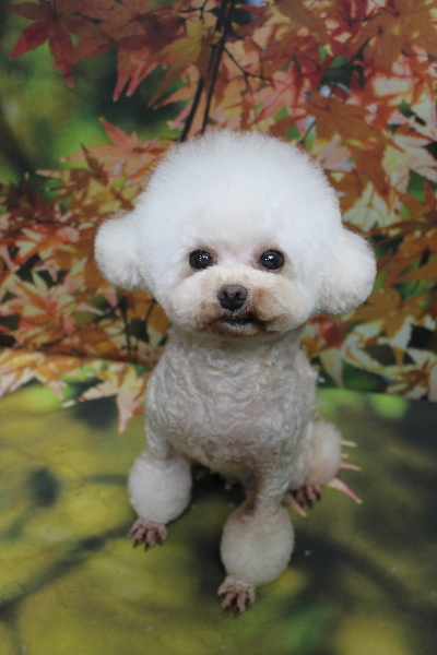 トイプードルブリーダーの成犬、トリミング画像