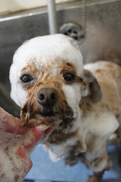 千葉県船橋市のトイプードルのシャンプー画像